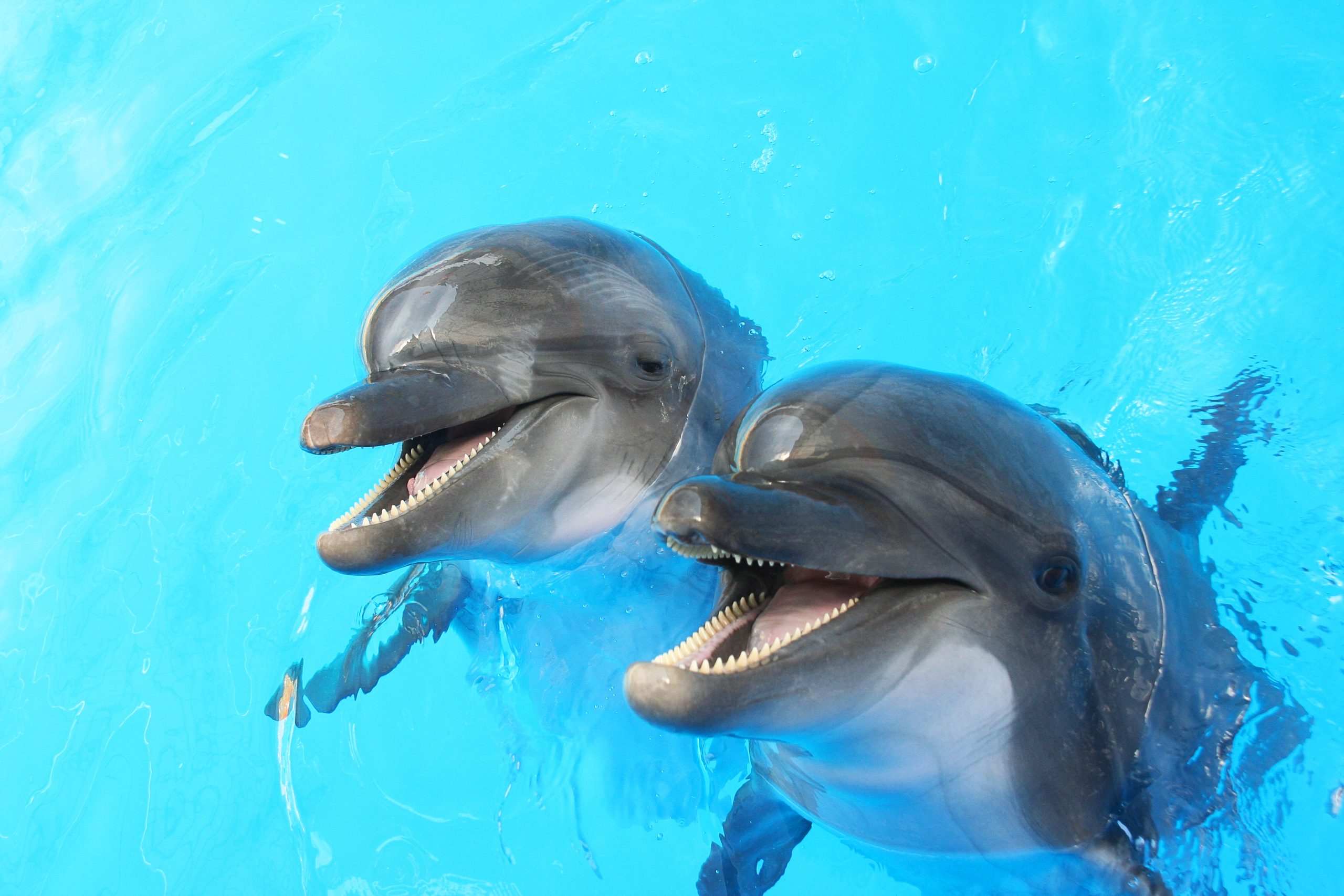 Giornata Mondiale Dei Delfini Il 14 Aprile Si Celebrano Gli Intelligenti Mammiferi Figli Del Mare Feelrougetv